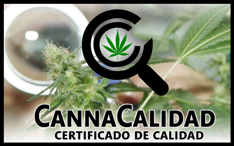 cannabis quality Barcelona