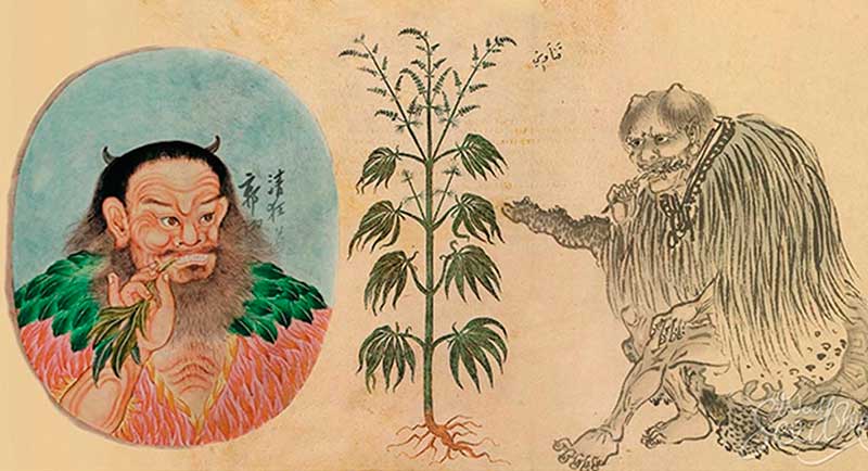 Una visión médica del cannabis